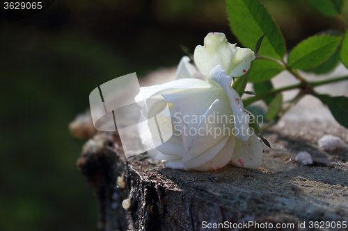 Image of Single white rose