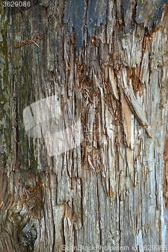 Image of Tree Trunk Closeup