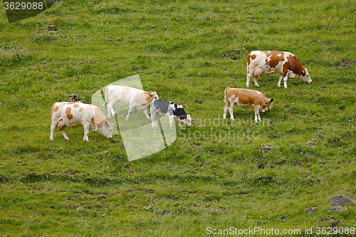 Image of Cows grazing on the hillside