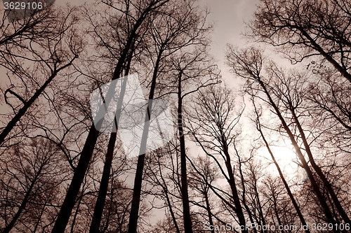 Image of Bare trees forest