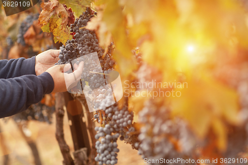 Image of Farmer Inspecting His Wine Grapes In Vineyard