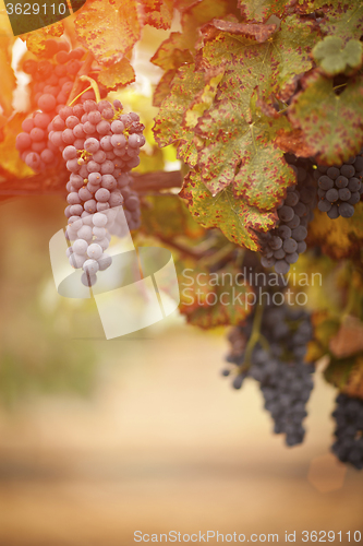 Image of Lush, Ripe Wine Grapes on the Vine