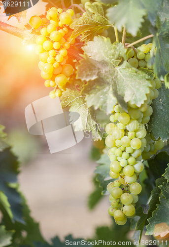 Image of Lush White Grape Bushels Vineyard in The Afternoon Sun