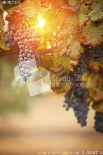 Image of Lush, Ripe Wine Grapes on the Vine