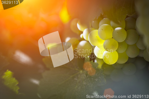 Image of Lush White Grape Bushels Vineyard in The Afternoon Sun