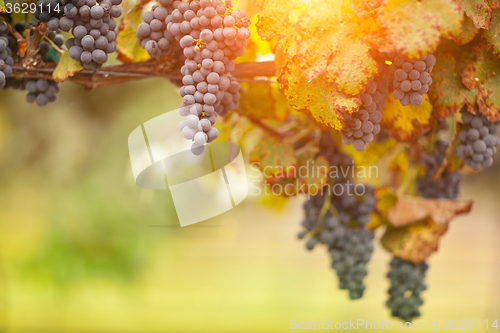 Image of Beautiful Lush Grape Vineyard in The Morning Sun and Mist