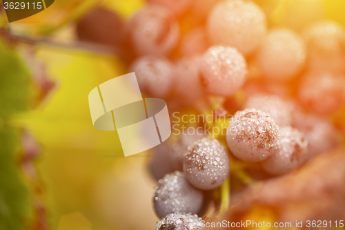 Image of Lush, Ripe Wine Grapes with Mist Drops on the Vine