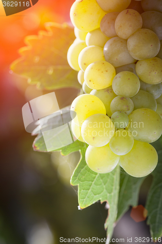 Image of Lush White Grape Bushels Vineyard in The Afternoon Sun