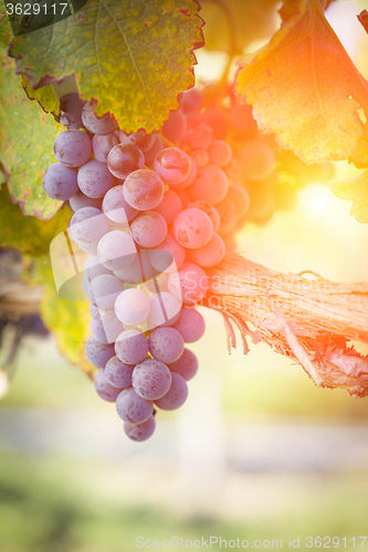 Image of Lush Red Grape Vineyard in The Afternoon Sun