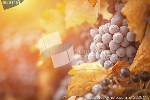 Image of Lush, Ripe Wine Grapes with Mist Drops on the Vine