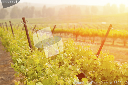 Image of Beautiful Lush Grape Vineyard in The Morning Sun and Mist