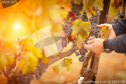 Image of Farmer Inspecting His Ripe Wine Grapes