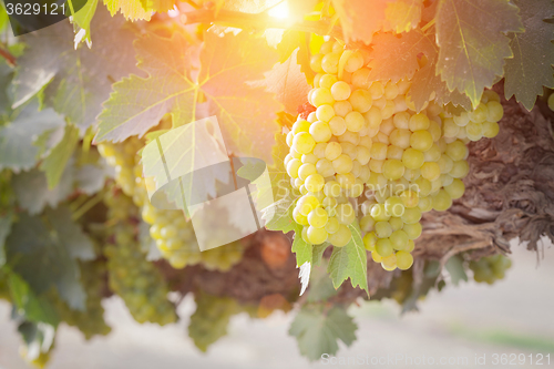 Image of Lush White Grape Bushels Vineyard in The Afternoon Sun