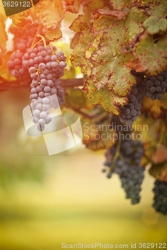 Image of Lush, Ripe Wine Grapes on the Vine