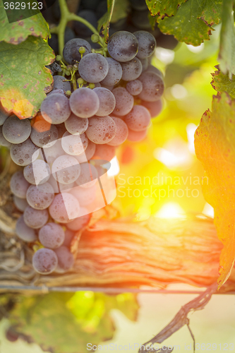 Image of Lush Red Grape Vineyard in The Afternoon Sun