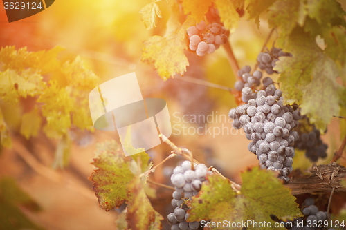 Image of Lush, Ripe Wine Grapes with Mist Drops on the Vine