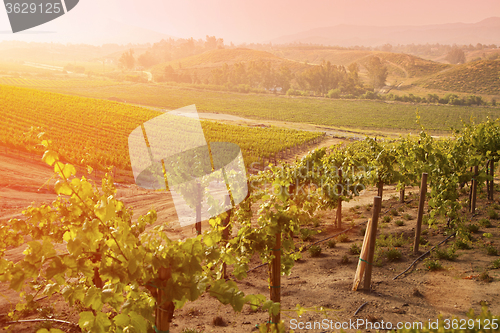 Image of Beautiful Lush Grape Vineyard in The Morning Sun and Mist