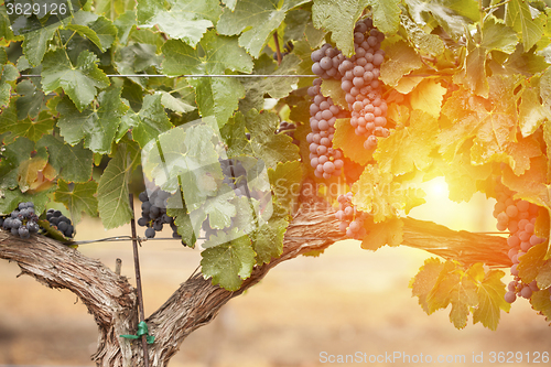 Image of Lush, Ripe Wine Grapes on the Vine