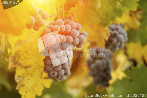 Image of Lush Red Grape Vineyard in The Afternoon Sun