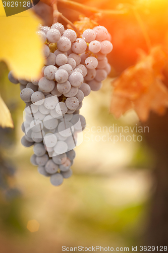 Image of Beautiful Lush Grape Vineyard in The Morning Sun and Mist