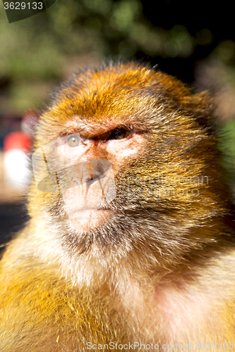Image of   monkey in africa morocco and natural background fauna close up