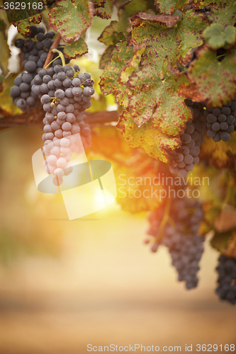Image of Lush, Ripe Wine Grapes on the Vine