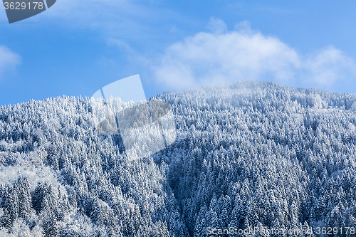 Image of Frozen Forest