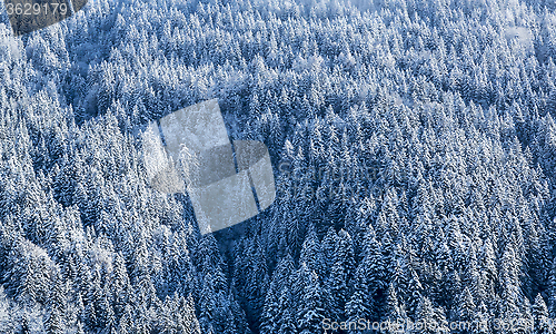 Image of Frozen Forest - Detail