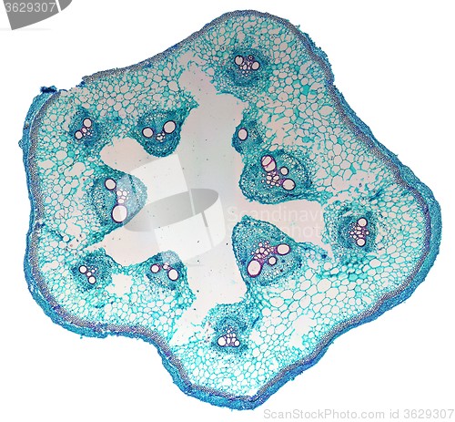 Image of Cucurbita stem micrograph