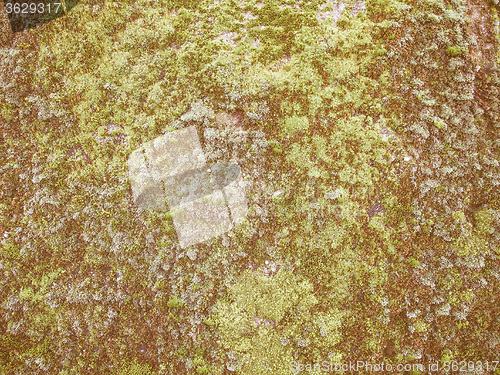 Image of Retro looking Moss background