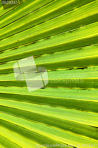 Image of abstract green leaf in the light   africa