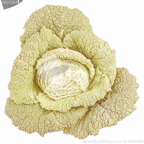 Image of Retro looking Green cabbage isolated