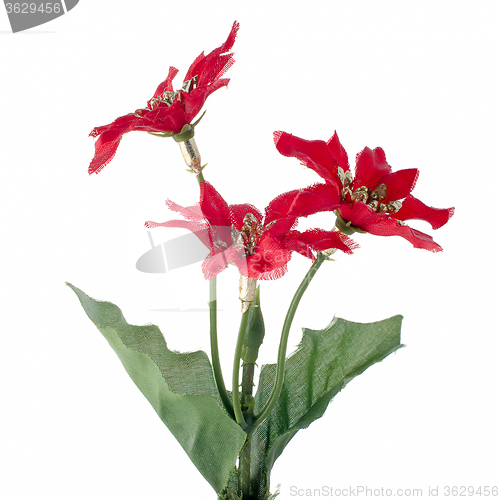 Image of Red Christmas decoration