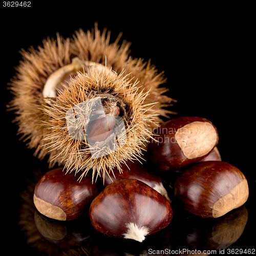 Image of Chestnuts on a black reflective background