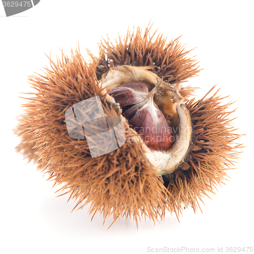 Image of Chestnuts with shell 