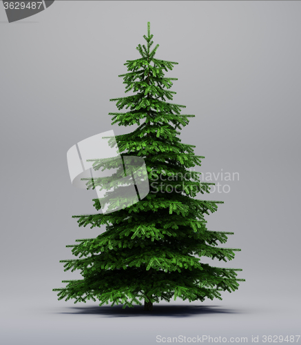 Image of Spruce tree on gray