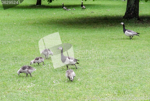 Image of barnacle geese