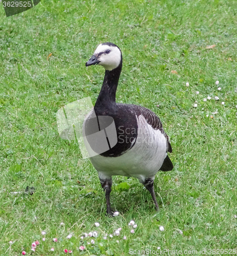 Image of barnacle goose