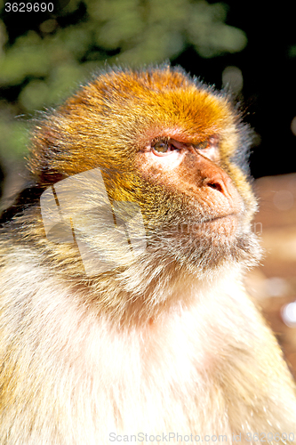 Image of  monkey in africa morocco and natura  close up