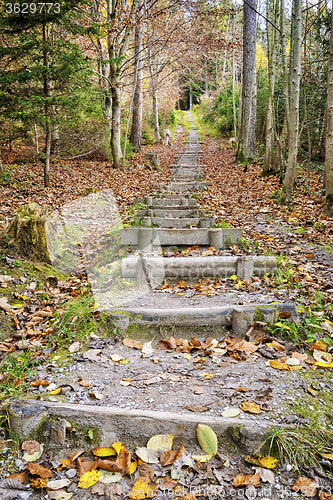 Image of Stairs fitness trail in forest