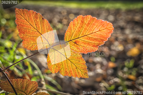 Image of leaves in autumn evening light