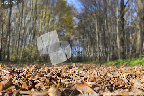 Image of foliage and trees