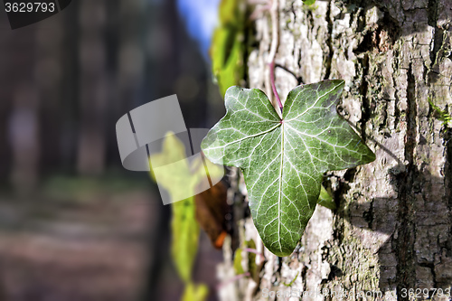 Image of ivy on a tree