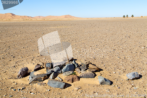 Image of  bush old fossil in  