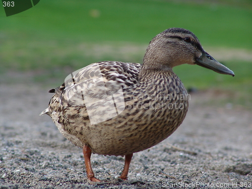 Image of Walking  Duck