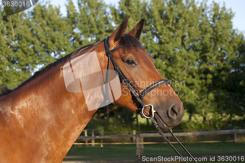 Image of Holsteiner horse with bridle