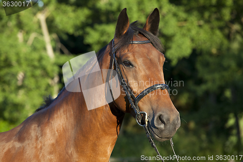 Image of brown horse with bridle