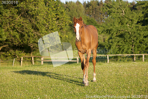 Image of young Holsteiner horse on pasture