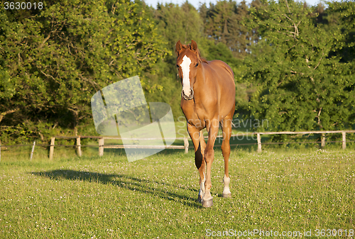 Image of young Holsteiner horse on pasture