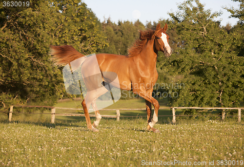 Image of young chestnut mare on pasture